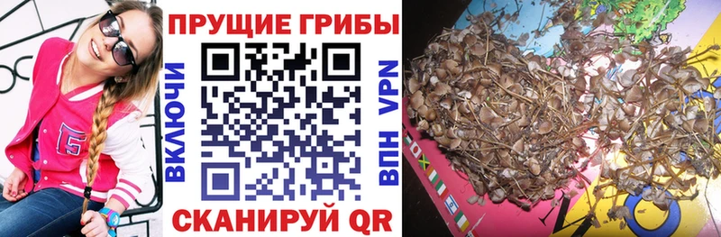 Галлюциногенные грибы Cubensis  Валдай 